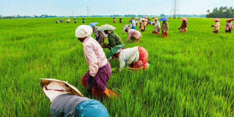 Chamber of Agribusiness Ghana Calls for Sustainable Solutions Amid Dry Spell Relief Efforts
