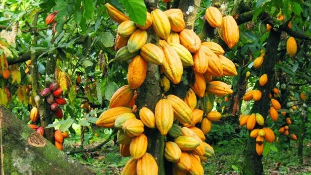 Cocoa Beans Sell Nearly 100% Higher in Togo, Fueling Smuggling from Ghana