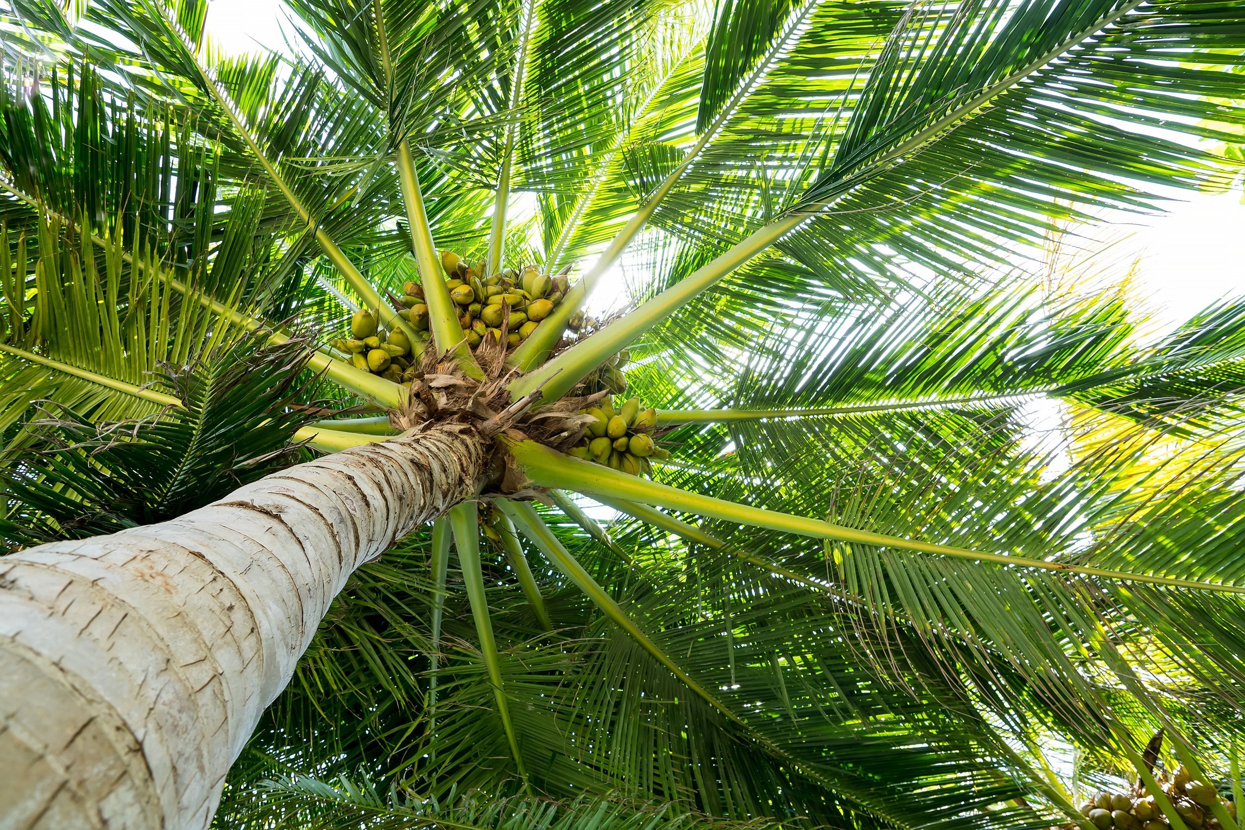 Ghanaians urged to invest in coconut business
