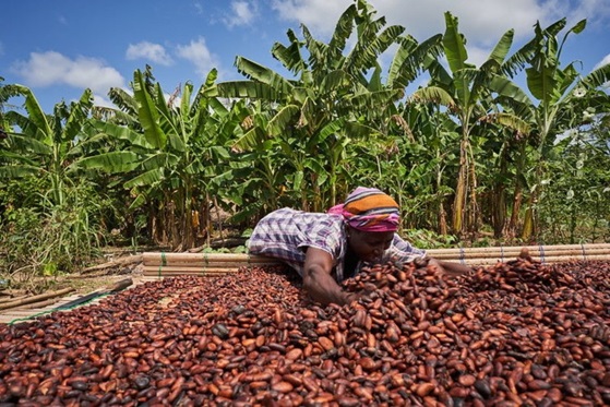 Ghana raises cocoa farmgate price again to $3,062 per metric ton