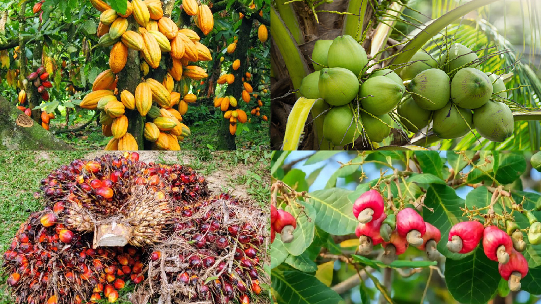 Gov’t Prepares to Launch $227.5Mn Tree Crop Project Aimed at Creating 20,000 Jobs