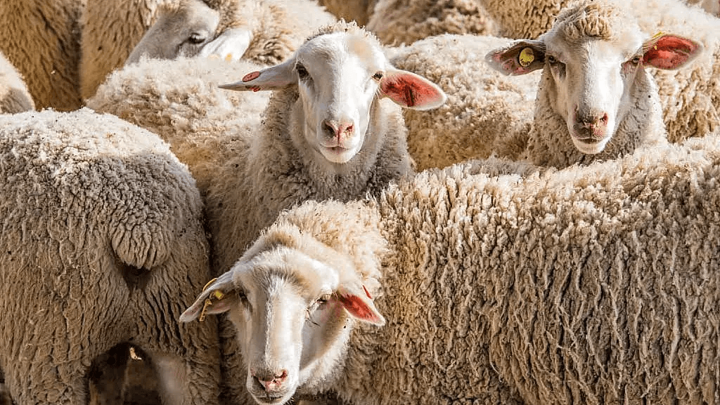 Morocco Restarts Romanian Sheep Imports, 13,000 Units Shipped