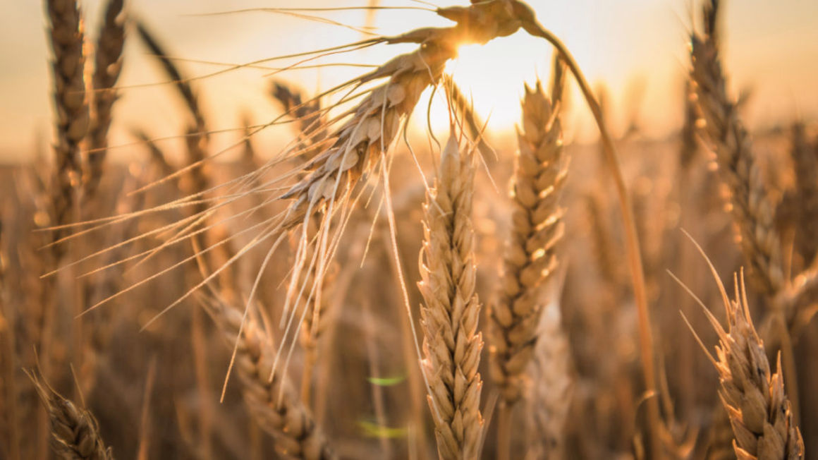 Morocco to Import Record 7.5 Million Tons of Wheat