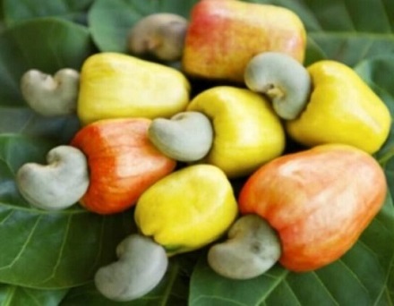 Ghana’s Cashew Industry on the Brink as Local Processors Battle Foreign Competition