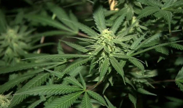 Cannabis cultivation licences open to Ghanaians aged 18 and above – NACOC