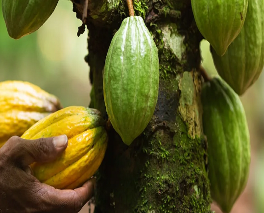 Listing Cocoa on Exchange Would End Syndications – Mensah Thompson, Deputy Director of the Securities and Exchange Commission (SEC)