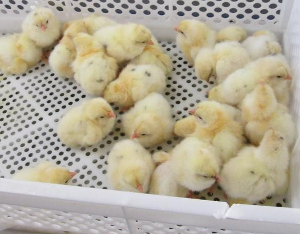 Egg Scarcity Looms in Nigeria as Chick Prices Surge 67%