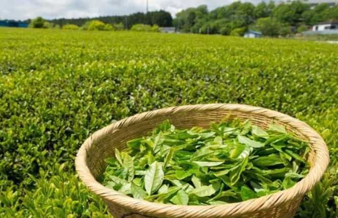 Middle East Crisis Threatens Kenya’s $32.8m Tea Trade